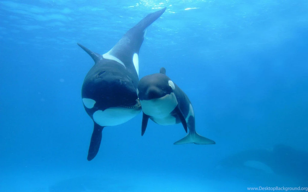 Orca Wallpapers Orca Orca Desktop Backgrounds Orca 357806