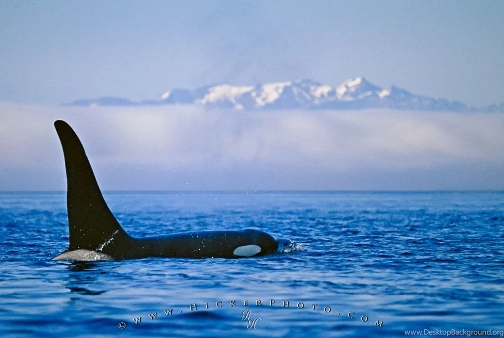 Killer Whale Pictures