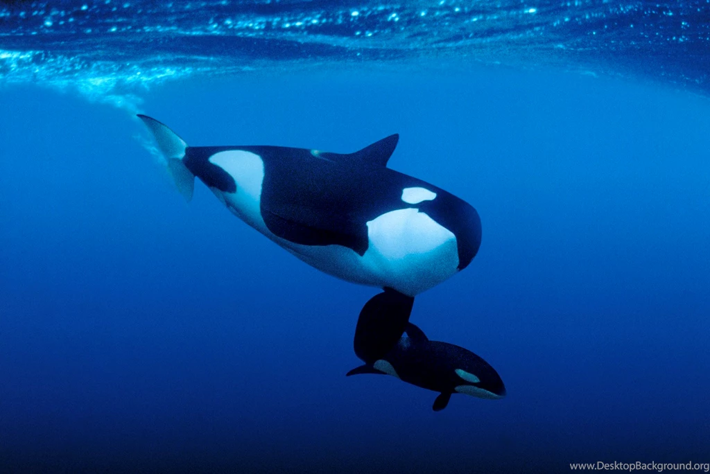 Orca HD Wallpapers