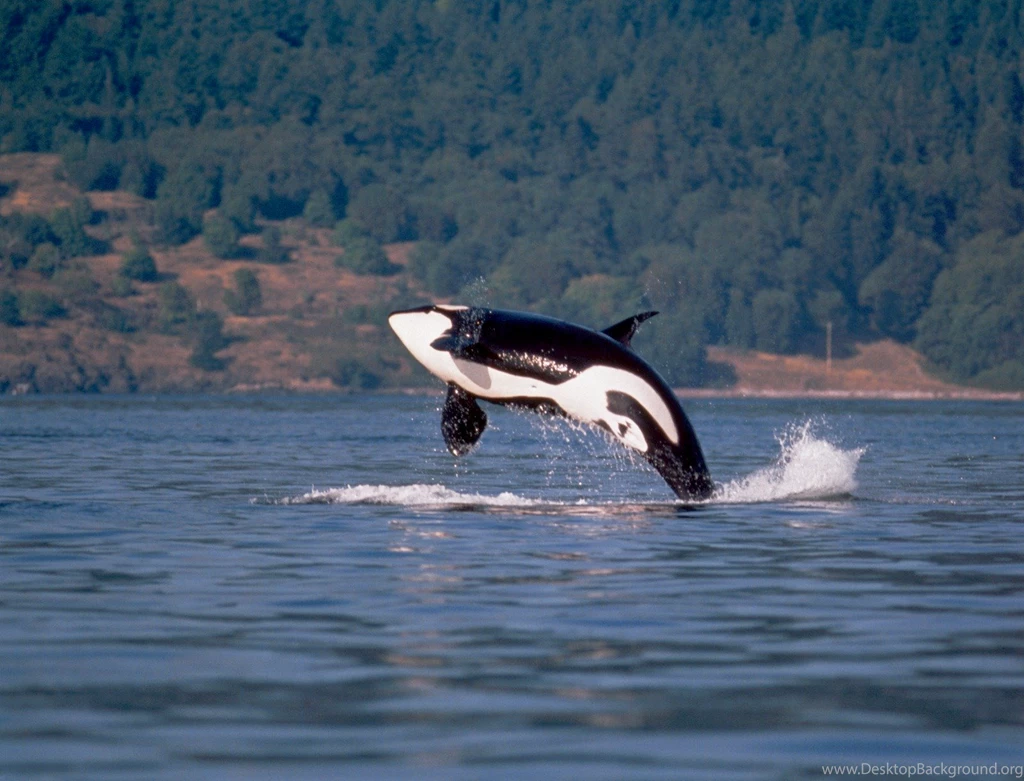 Jestingstock.com Orca Breaching Wallpapers