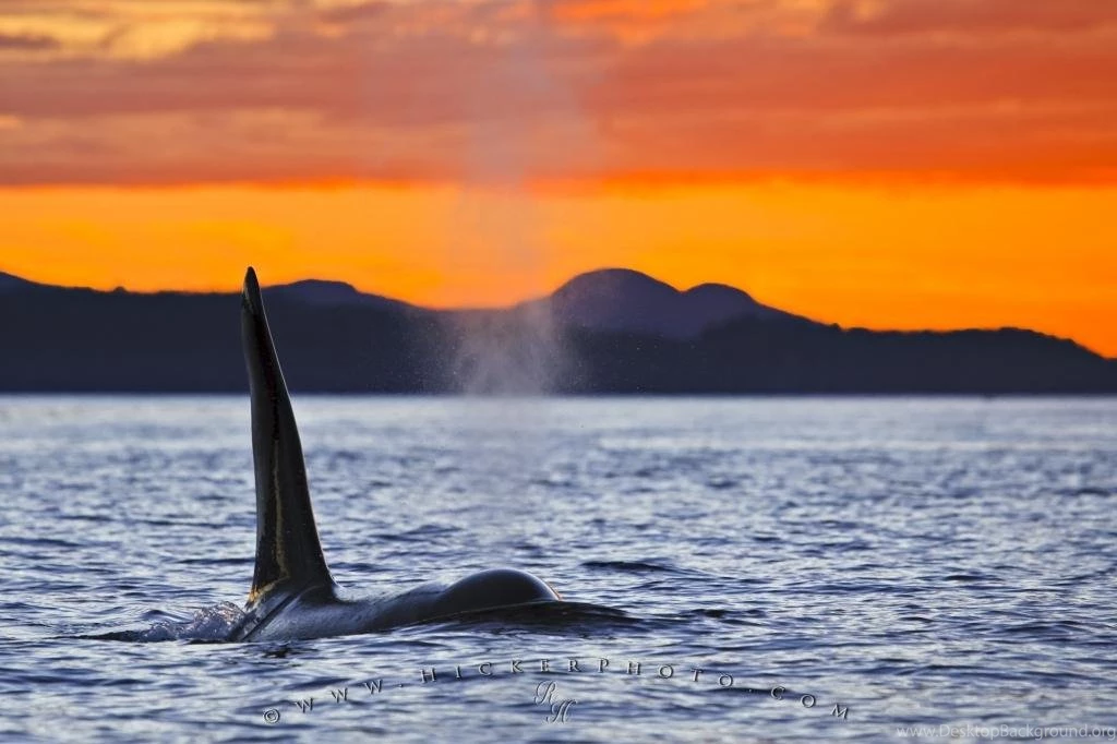 Killer Whale Pictures