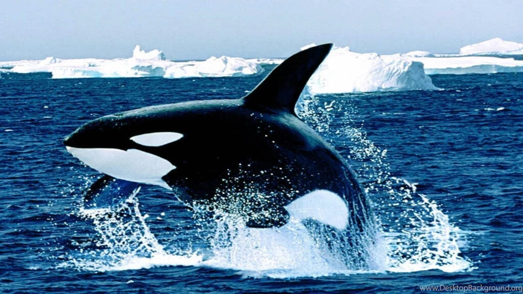 Baby Orcas Jumping Wallpaper.