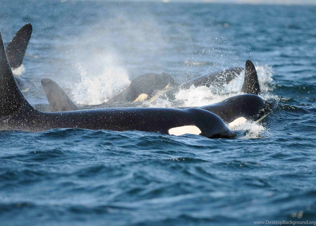Orca Wallpapers Wallpapers