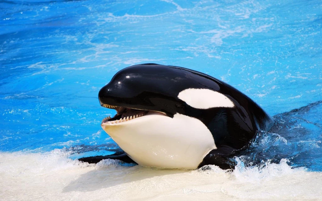 Killer Whale HD Wallpapers