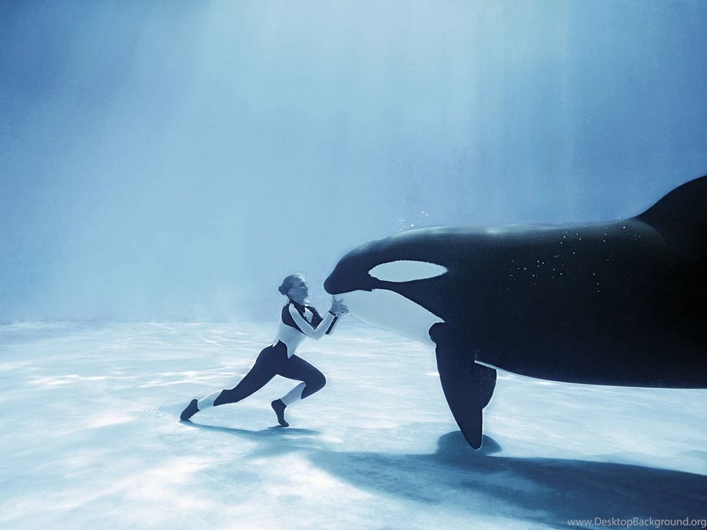 Killer Whale Wallpapers