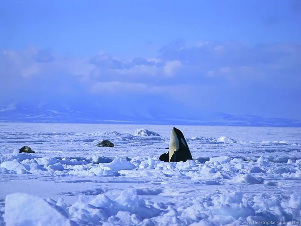 25 Mind Blowing Killer Whale Pictures
