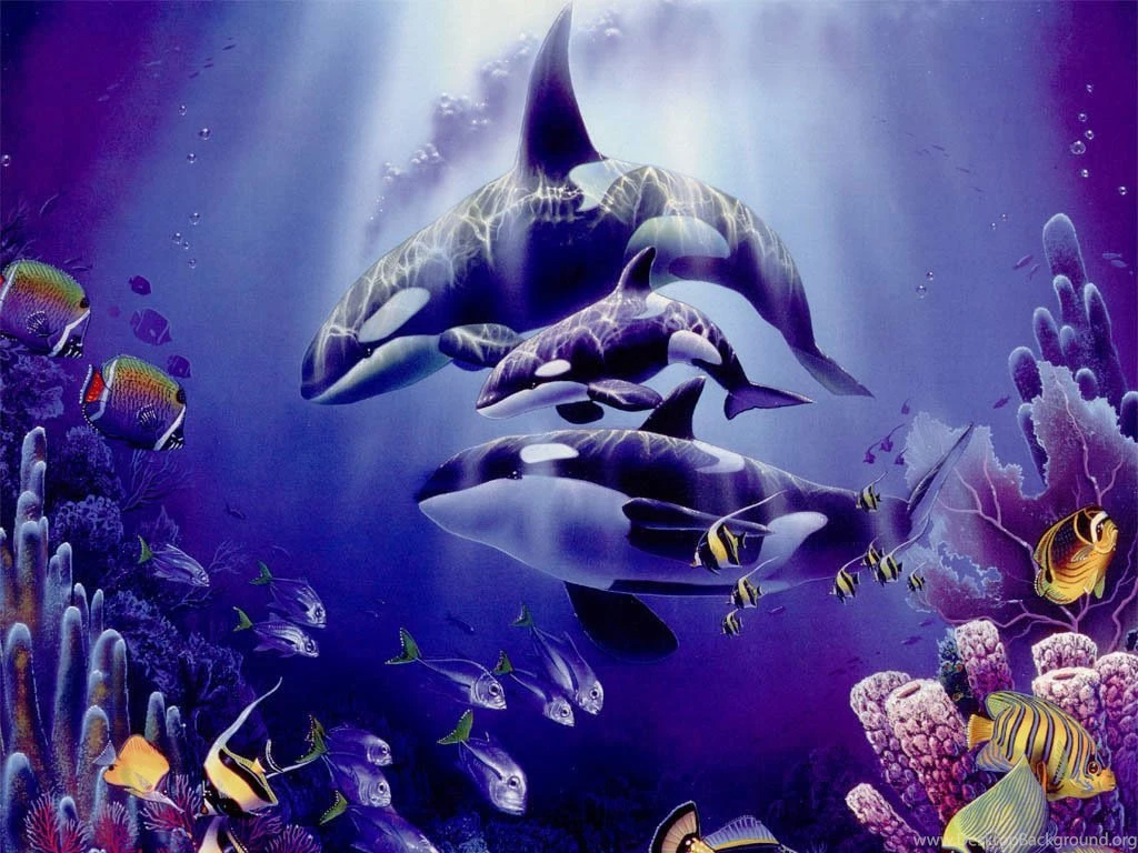 Download Whales Orca Wallpapers 1024x768