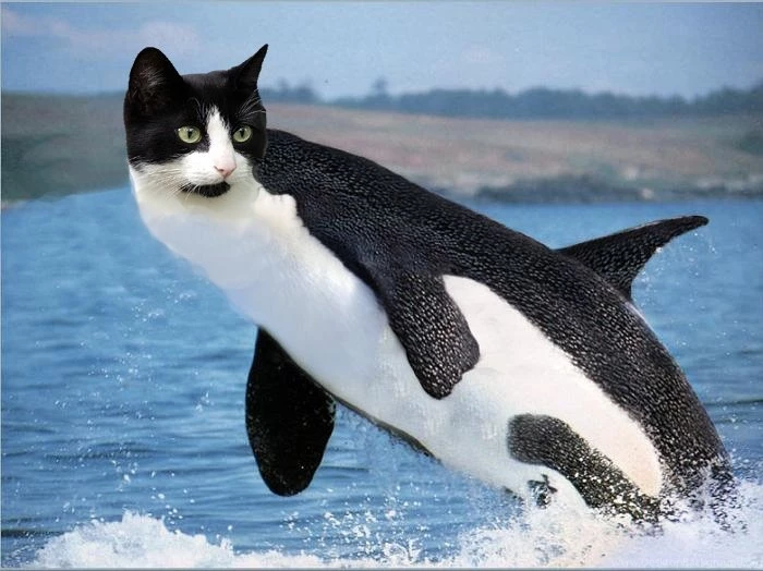 2011 07) Cat + Killer Whale = Caterwhale?