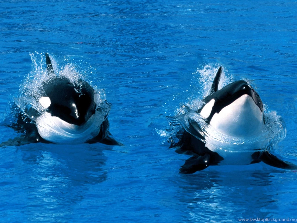 Killer Whale HD Resolution Wallpapers Mbagusi.com