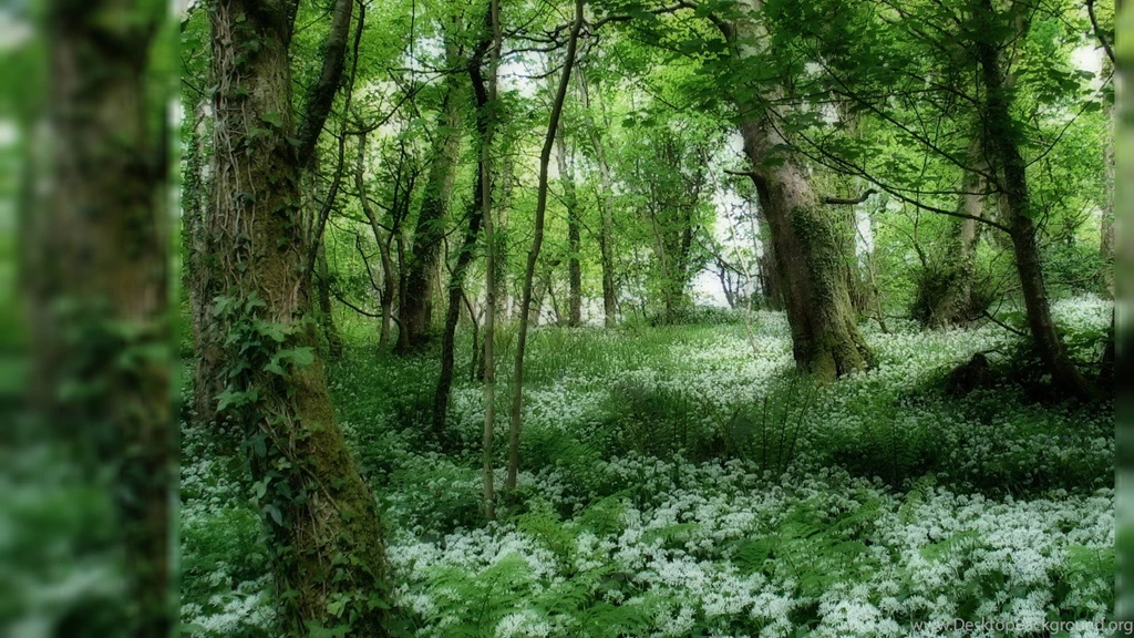 Green Forest Wallpapers 221761