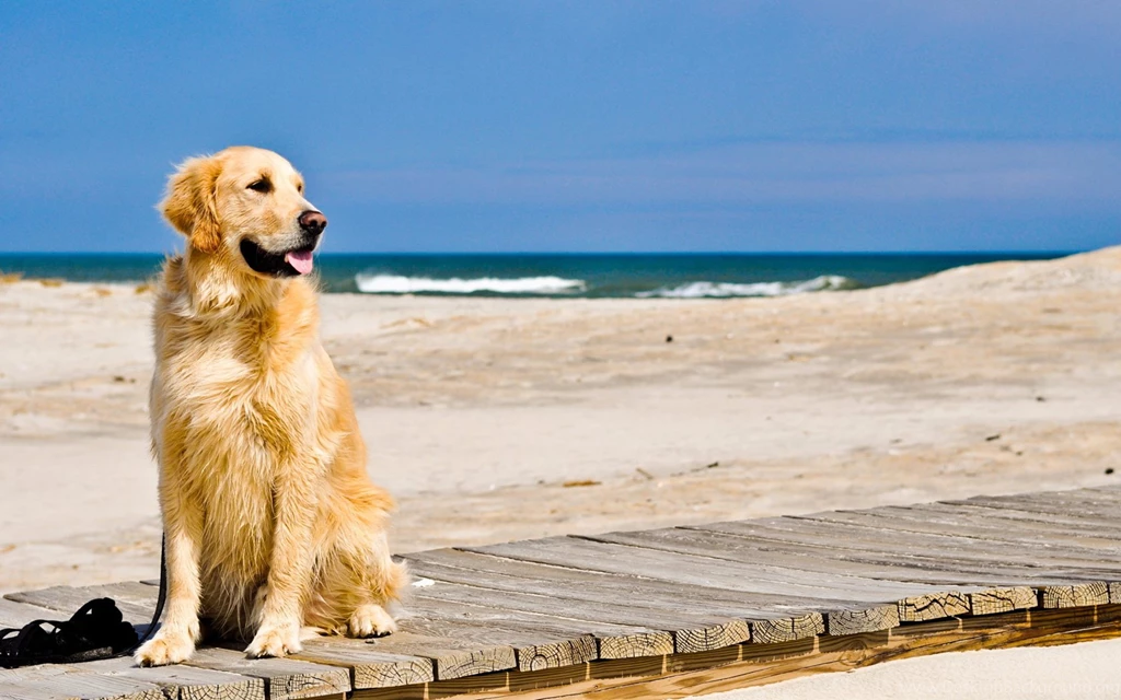 Golden Retriever Wallpapers For Windows 7