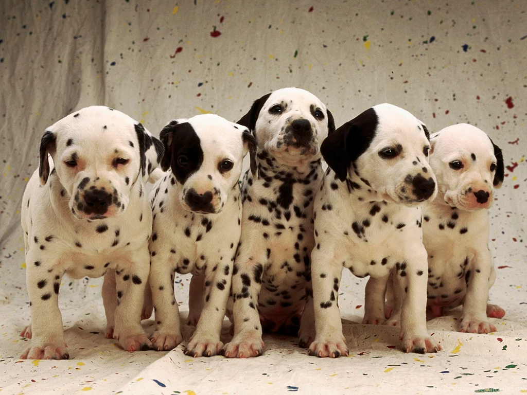 Dalmatian Puppies Hqworld Net High Quality Sport And Celebrity ...