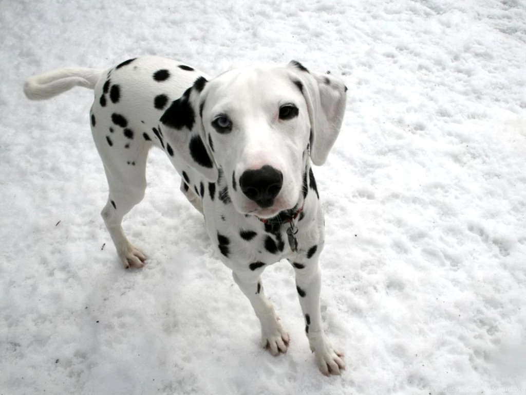 Dalmatian Puppy Pictures HD Wallpapers Lovely