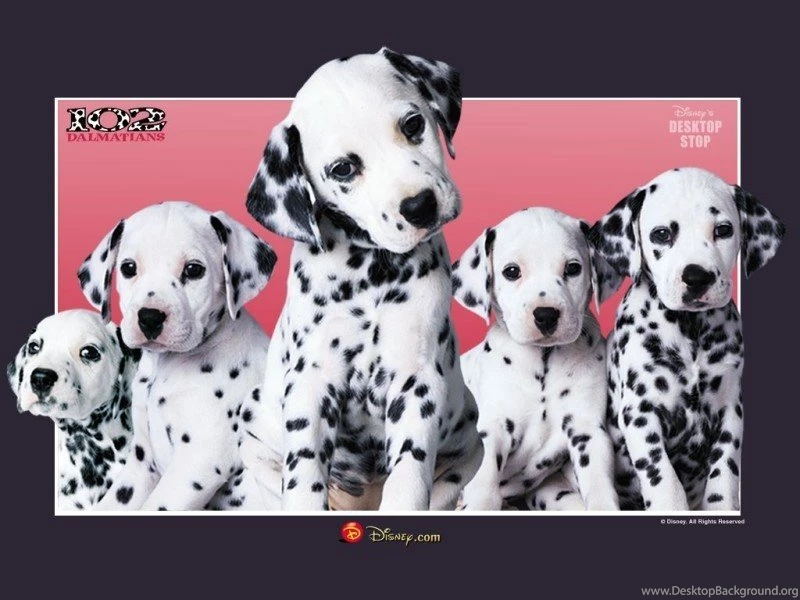 102 Dalmatians disney 1863790 800 600.jpg