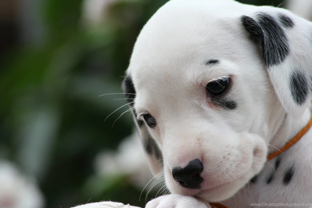 Dalmatian DeviantArt