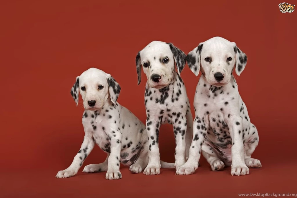 Funny Dalmatian Puppies Wallpapers HD