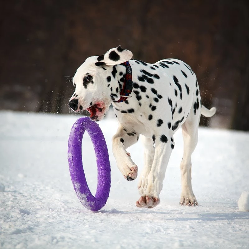 Dalmatian DeviantArt