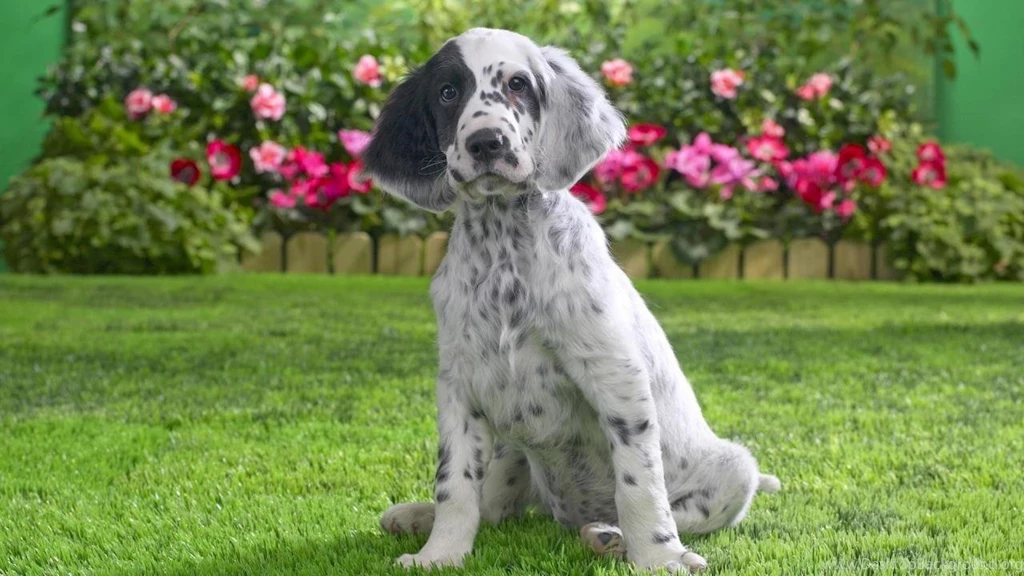 Dogs: Dalmatian Puppy Grass Dog Wallpapers HD For HD 16:9 High ...