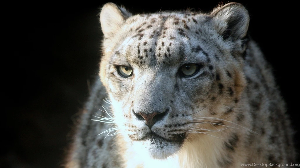 2560x1440 Snow Leopard Wallpapers