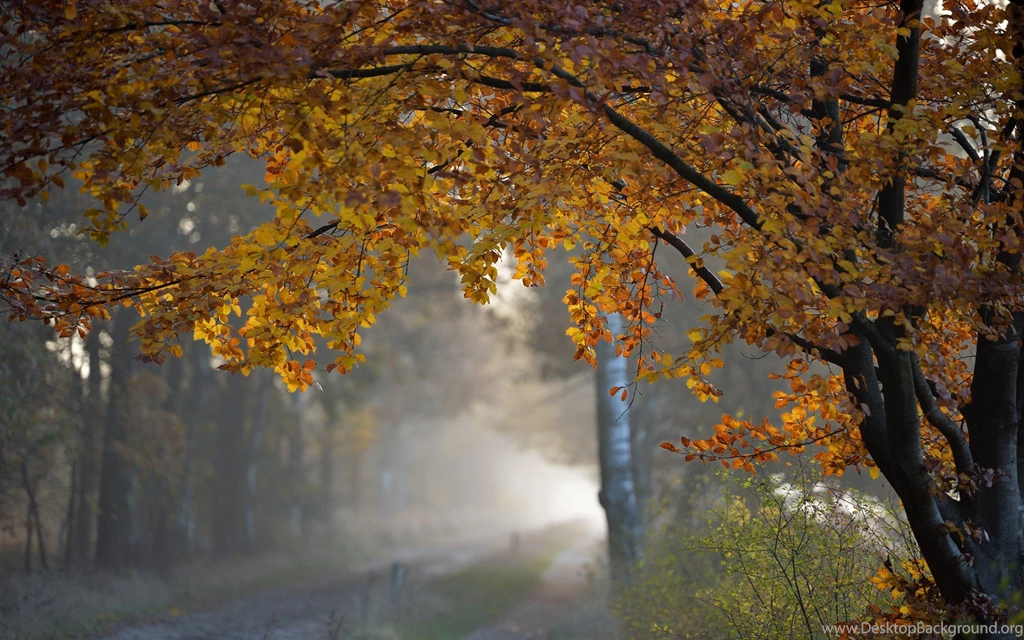 Trees Autumn Fall Roads Rain Wallpapers