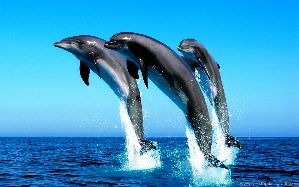Ocean Scene Wallpapers Dolphins Photos Of Bring The Beauty Of Ocean ...