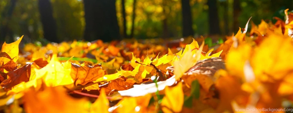 Windows10Wallpapers.jpg