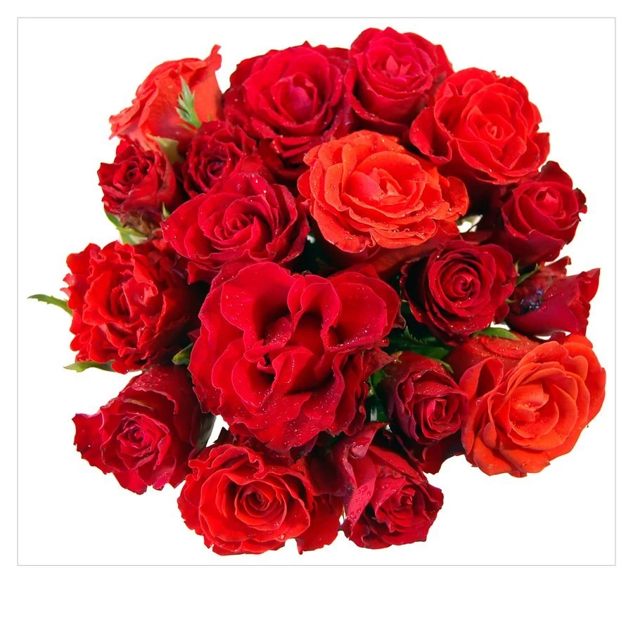 Bunch Of Roses Pictures HD Wallpapers And Pictures