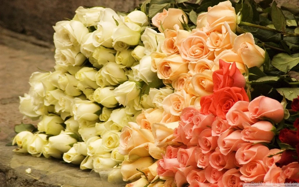 Bunch Of Roses HD Desktop Wallpapers : High Definition : Fullscreen ...