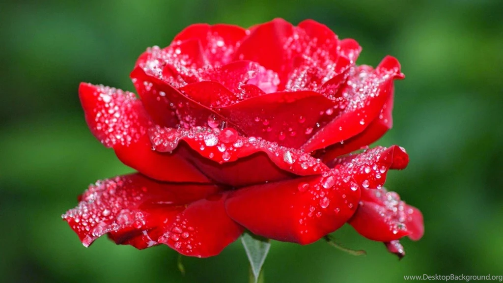 Flower Structure Flower