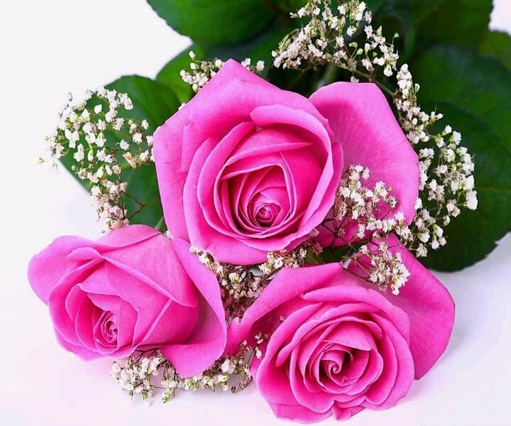 Bunches Of Pink Roses