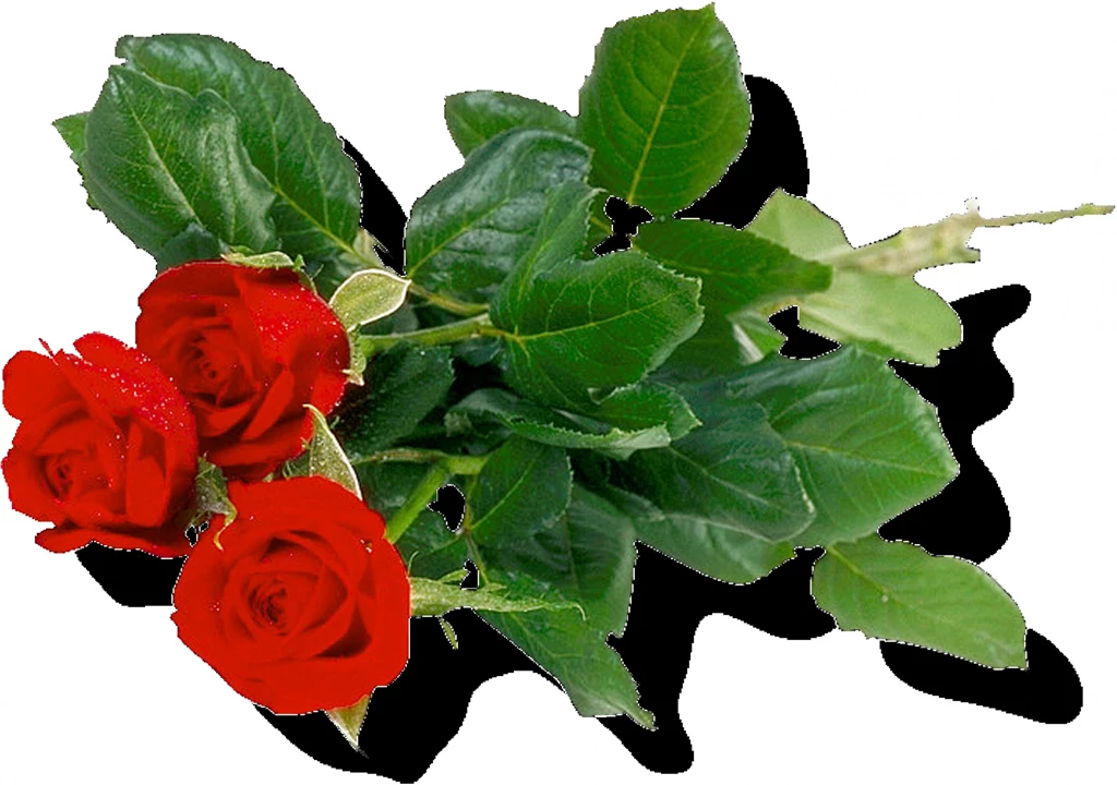 Rose PNG Flower Images, Free Download