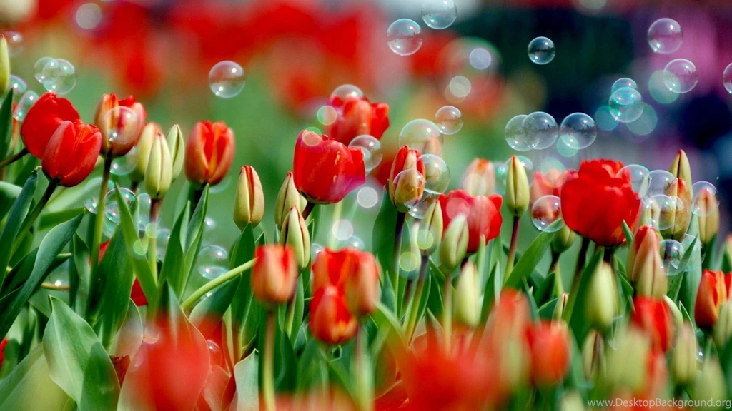 Red Tulip Flower Wallpapers Nature Hd