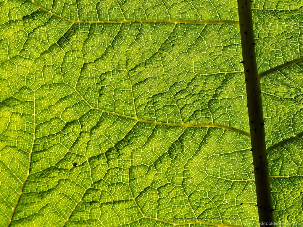 Green Leaf Texture Flower Backgrounds Wallpapers 1600x1200 Pixels