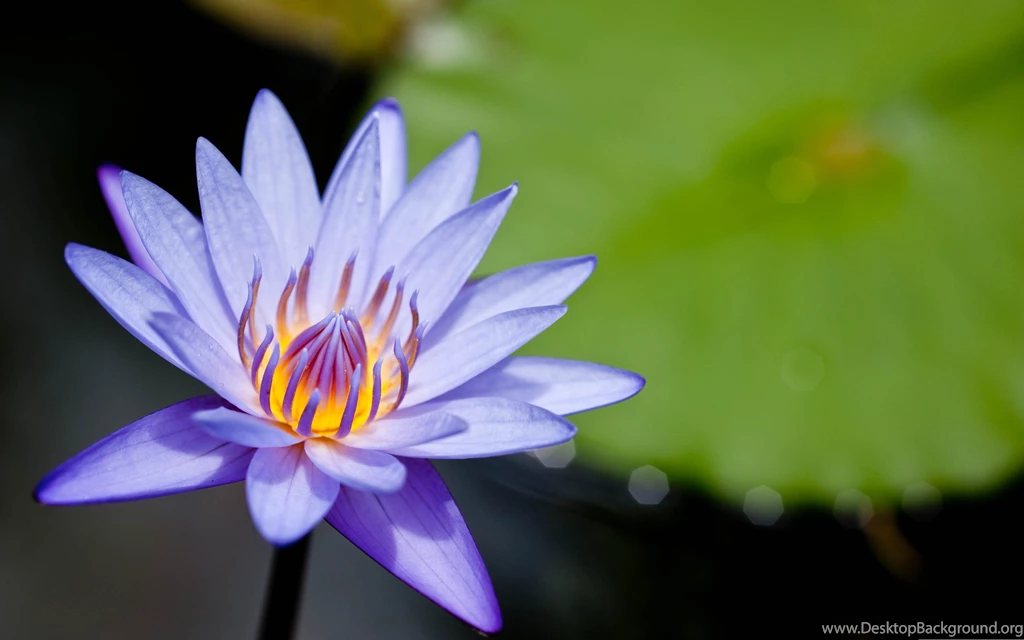 Nature Flowers Water Lilies Purple Flowers Fresh New Hd Wallpapers ...