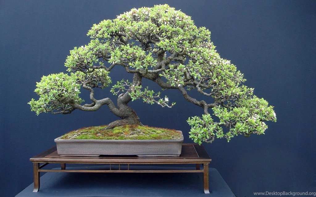 Bonsai Tree Wallpapers Wallpapers Cave