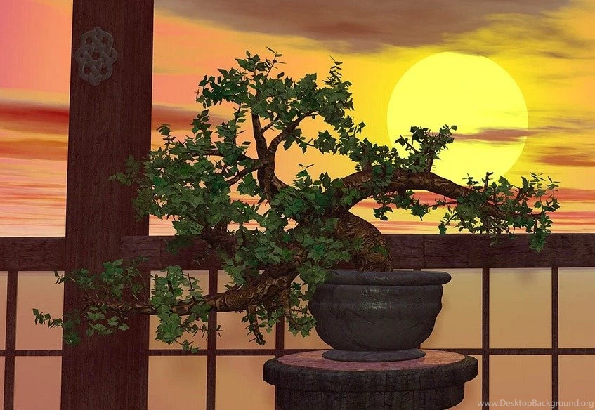 45 Bonsai Wallpapers Designs That Will Amaze You Designrouge.com