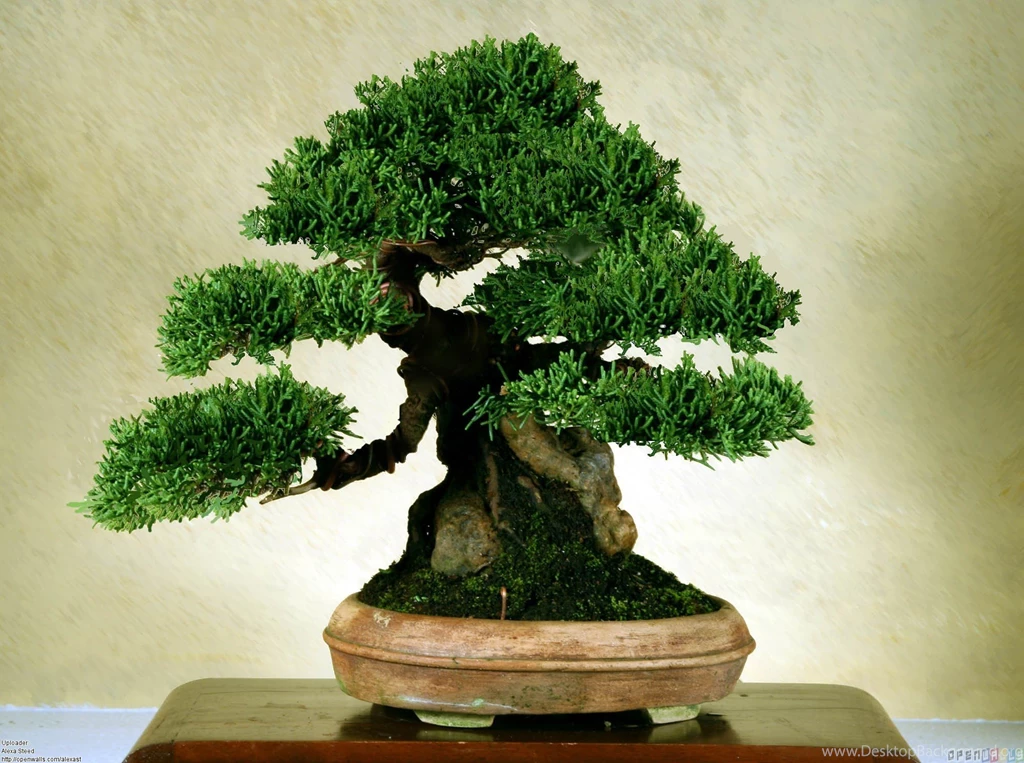 Old Bonsai Tree Wallpapers
