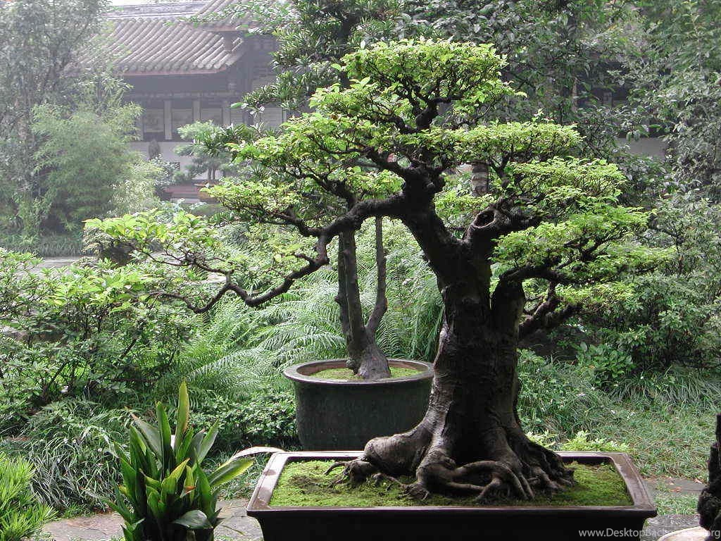 Bonsai Wallpapers Bonsai Wallpapers (9595542) Fanpop