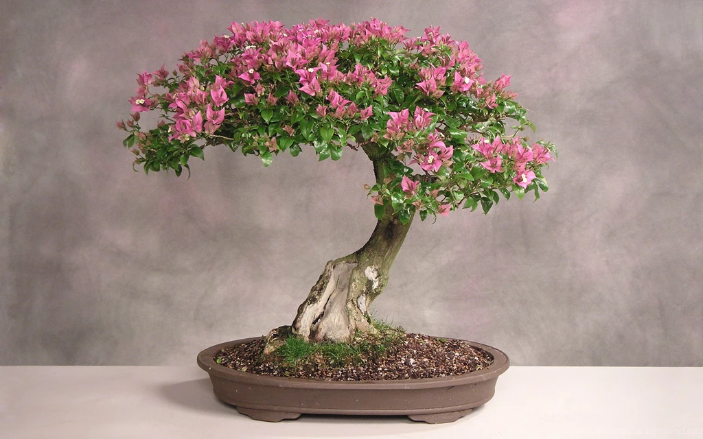 Bonsai Wallpapers