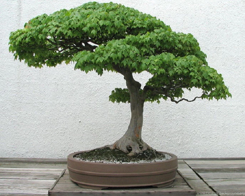 Download Trees Bonsai Wallpapers 1280x1024
