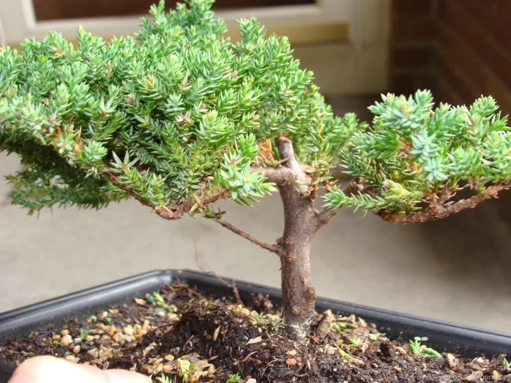 Juniper Bonsai Tree Dying Wallpaper.