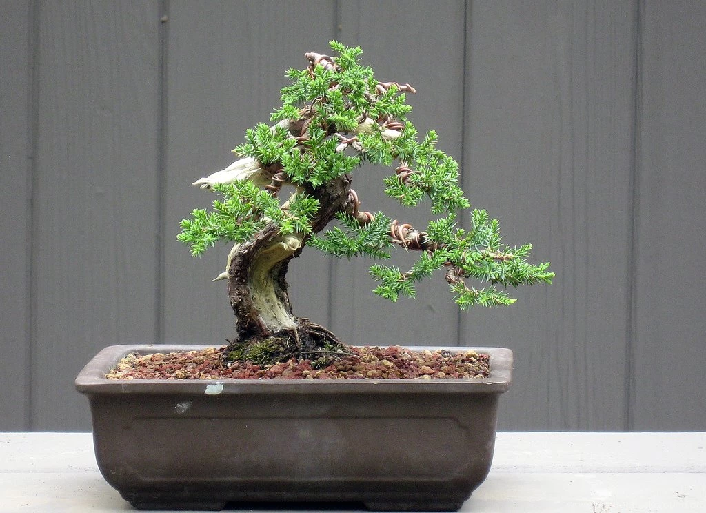 Juniper Bonsai Tree Styles Wallpaper.