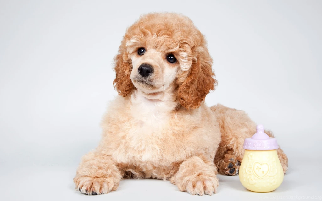 Dogs Baby Pudel Nipple Puppy Funny Dog Cute Catel Funny5411 ...