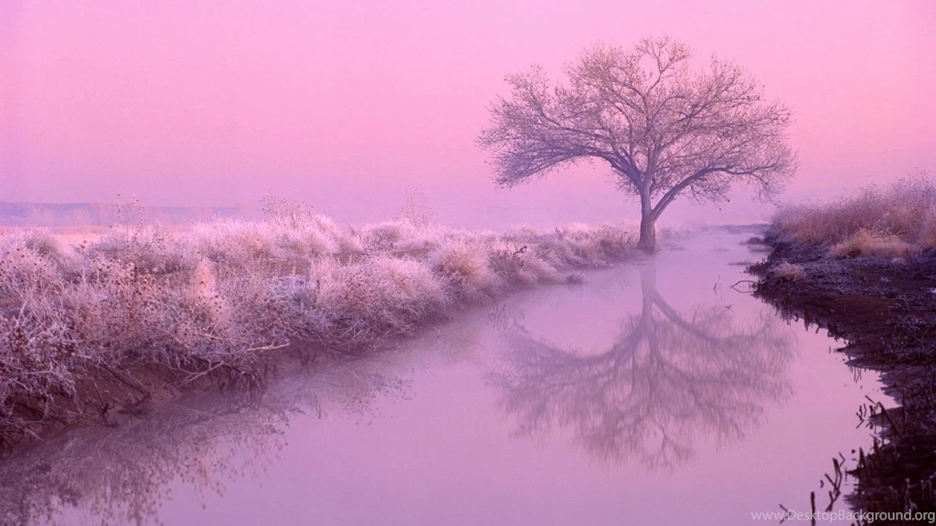 Color Pink Wallpapers Wallpapers Cave