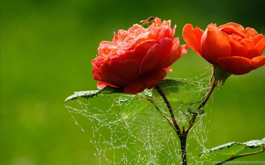 Image Love Flower PC Wallpapers Gallsource.com