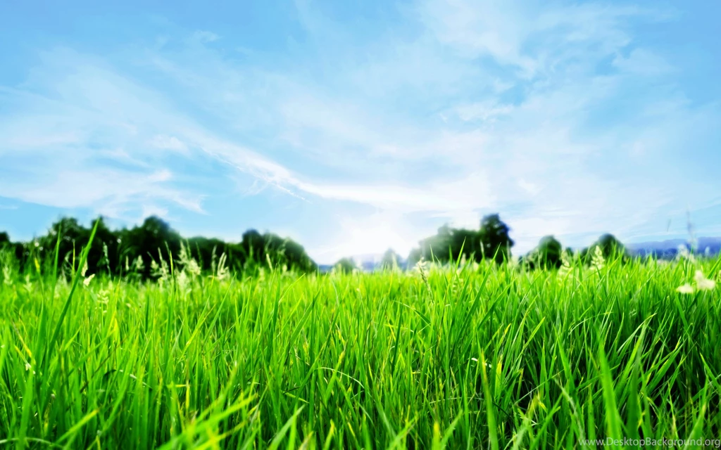 HD Beautiful Nature Grass Backgrounds Wallpapers HD Full Size ...