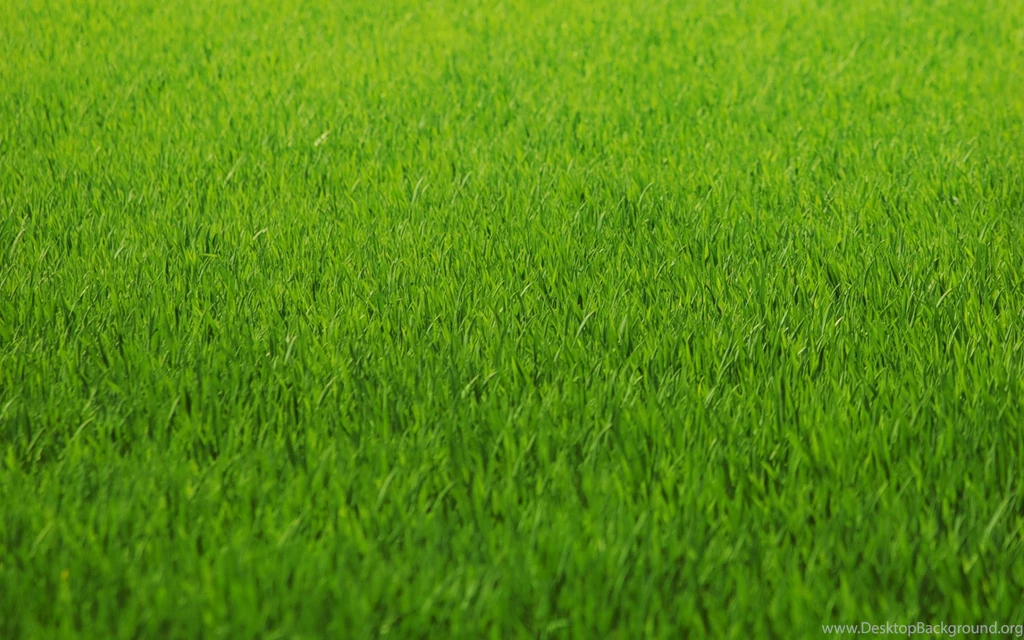 Grass Wallpaper Images @467 ~ Wallove