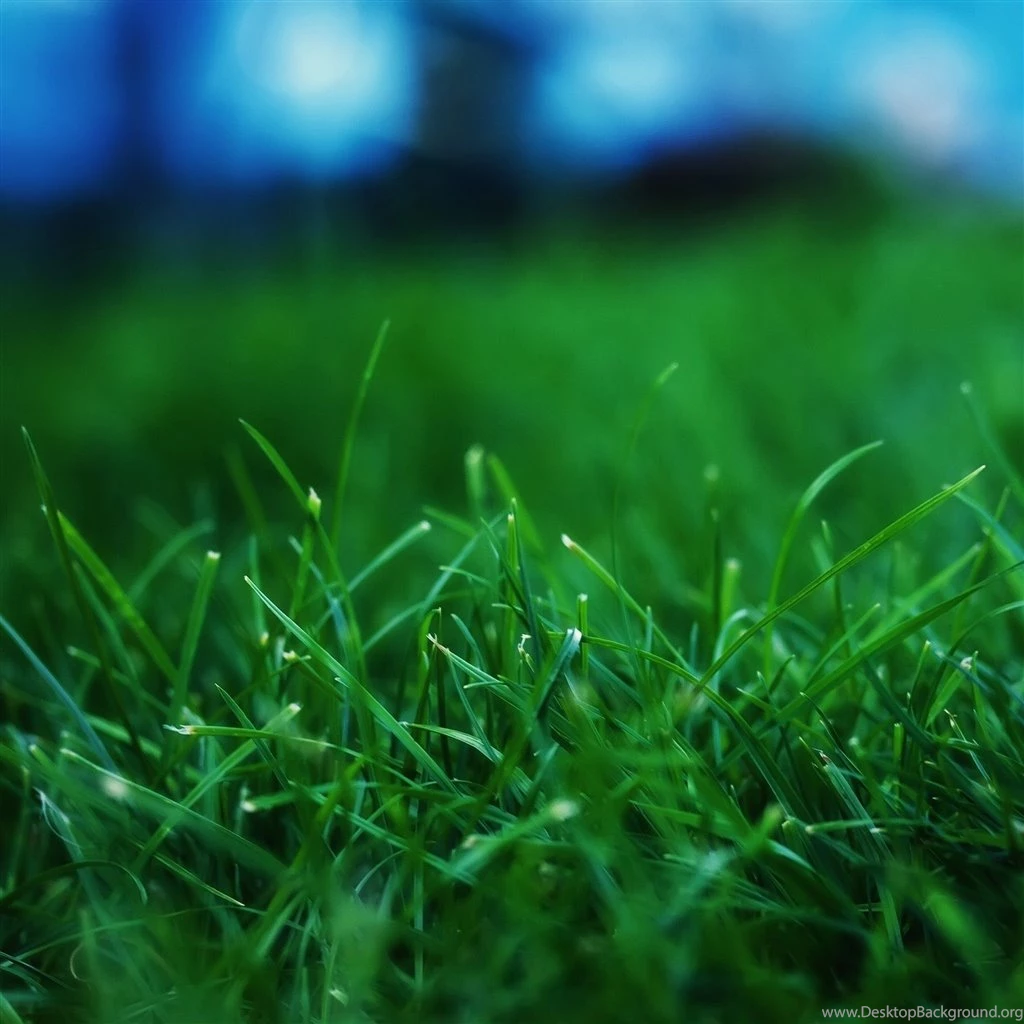 Grass Closeups iPad Air Wallpapers Download