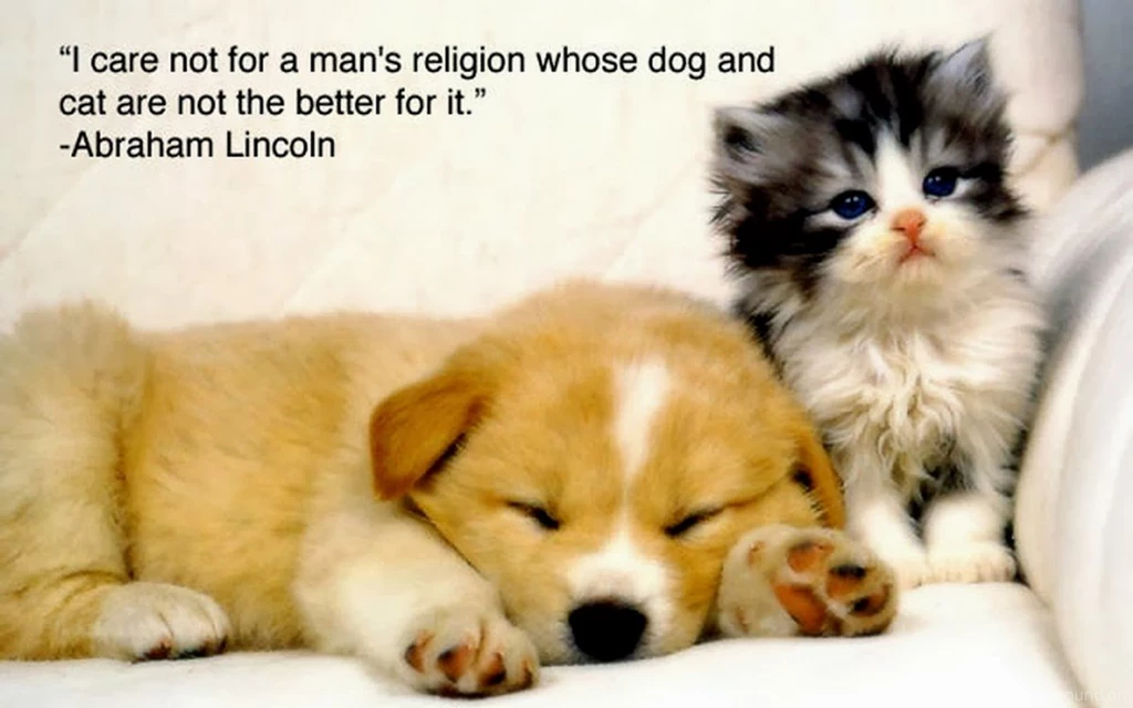Funny Animals With Sayings 10 Free Hd Wallpapers Funnypicture.org