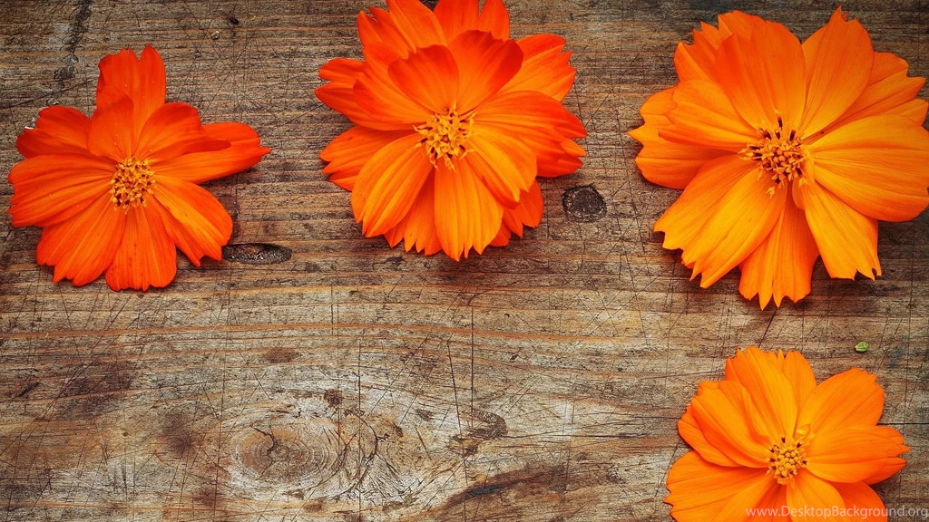 1920x1080 Orange Flowers Wood Wallpapers